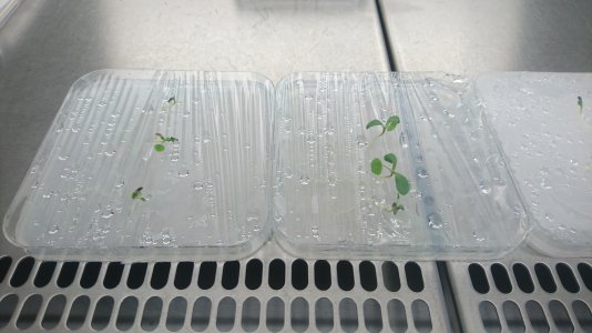 DSC_0098 plated Seedlings