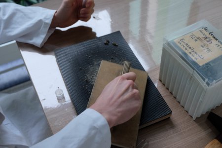 Remove seedcoat Remove seedcoat